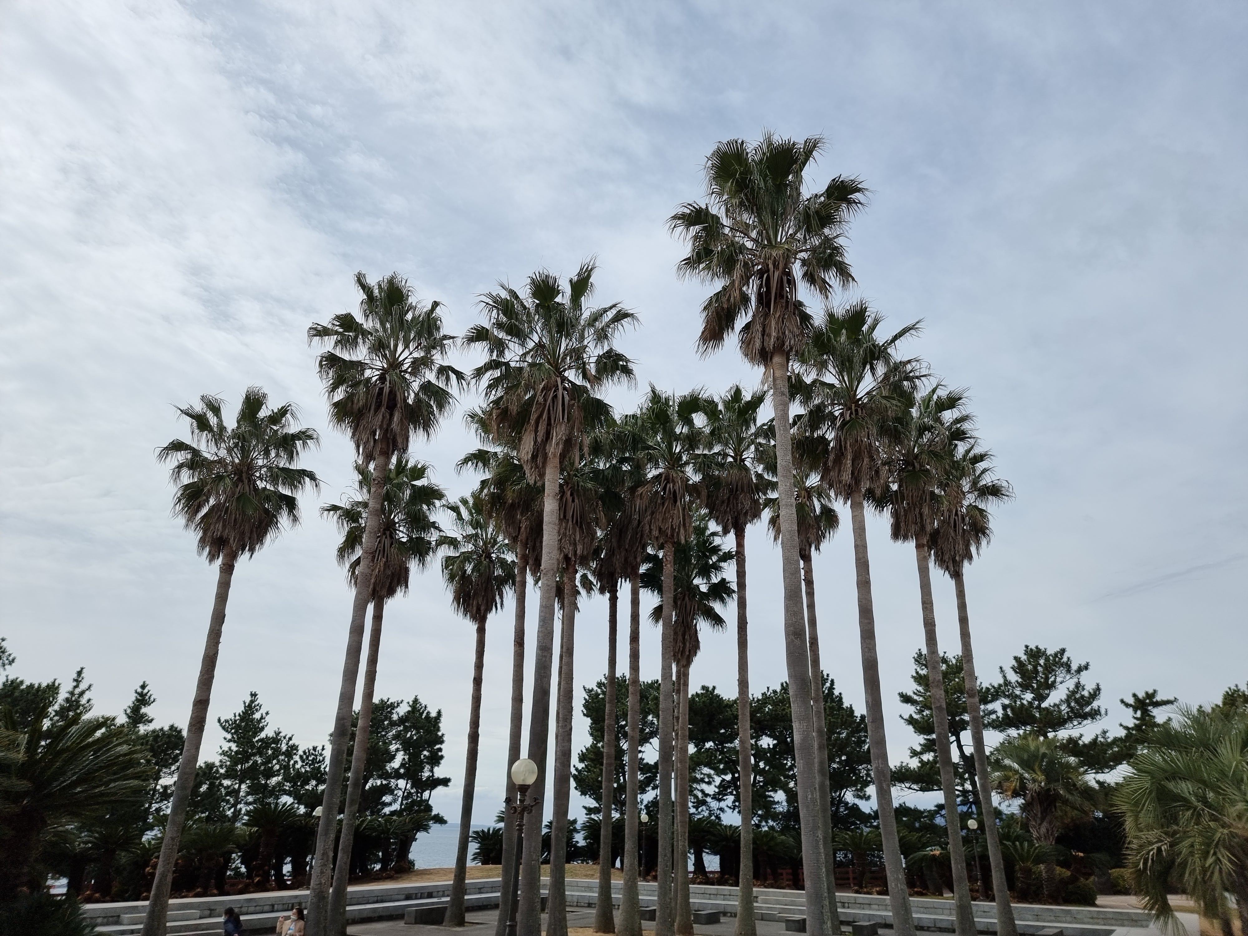 주상절리 상부의 야자수 전경