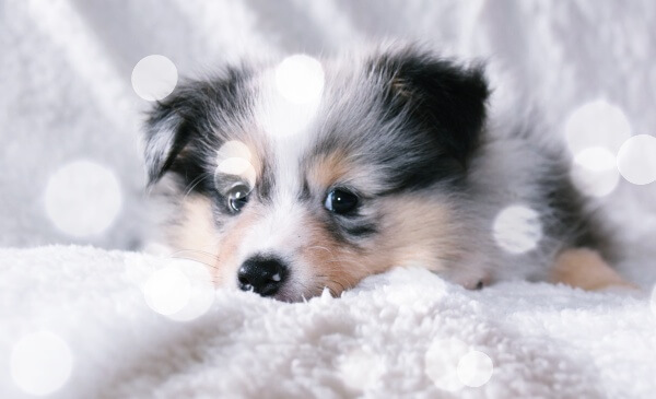 이불위에-누워있는-강아지