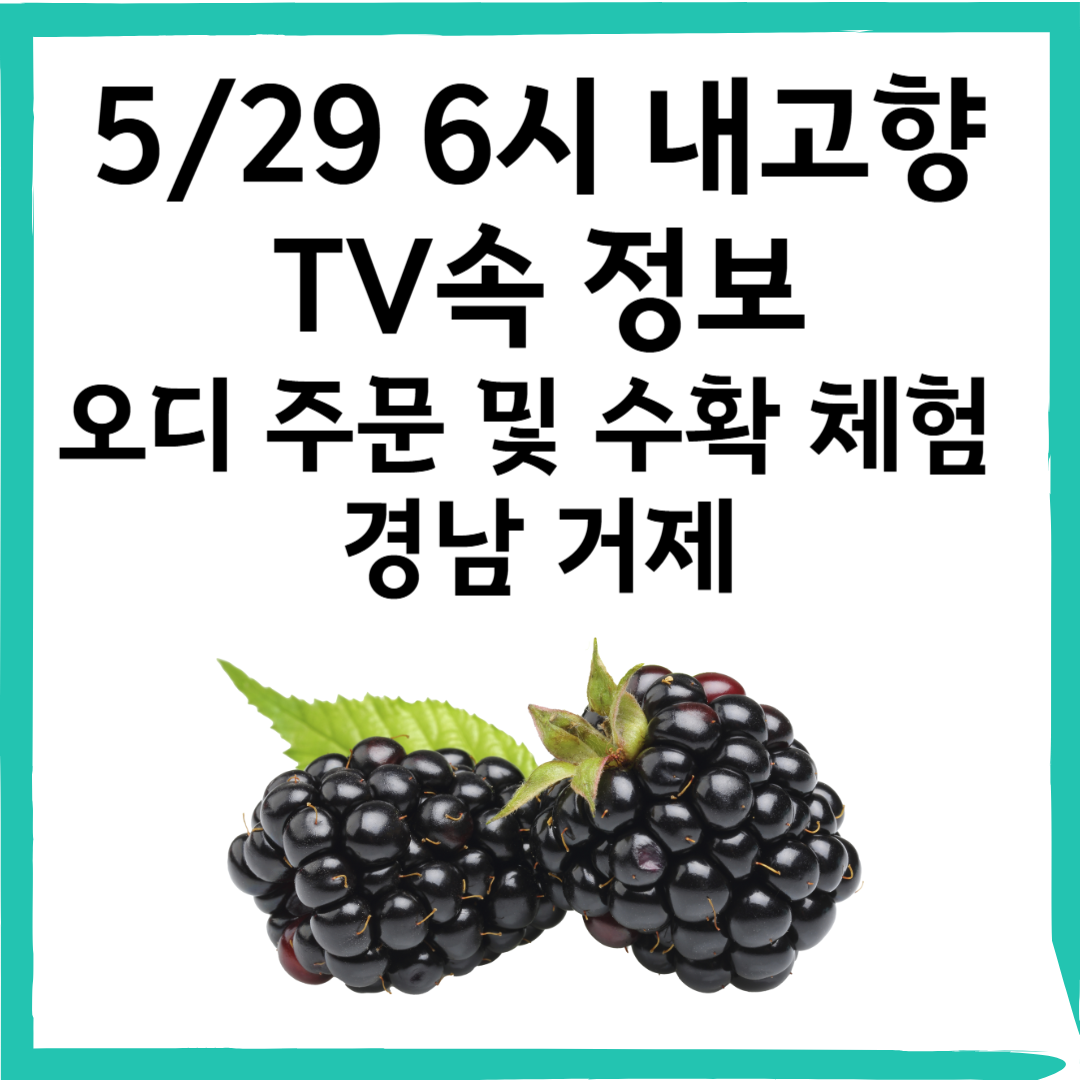 5/29 6시내고향 소개된 거제신촌농원 오디 주문 및 체험 완전정리