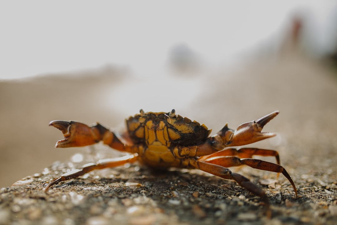 Crab