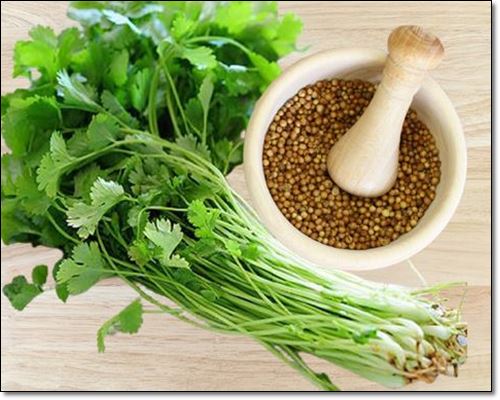 고수씨앗이 건강에 좋은 이유