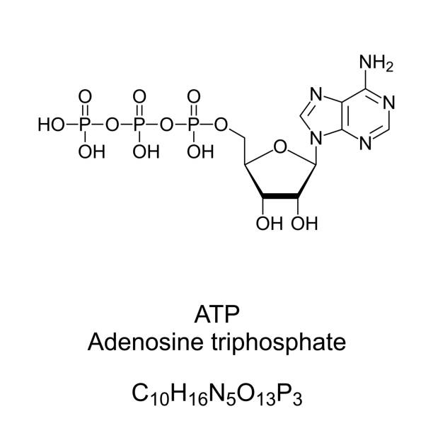 아데노신삼인산 효능