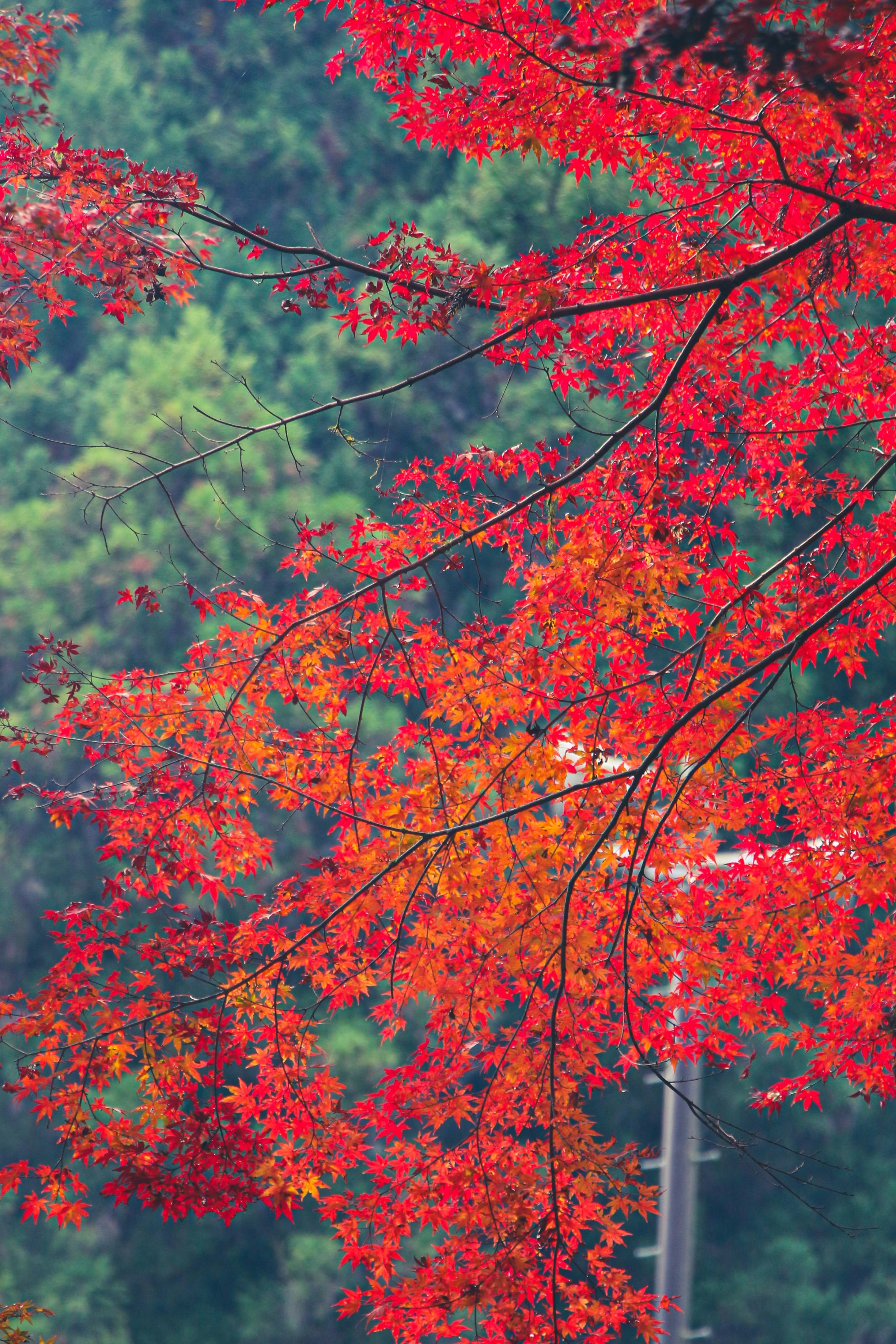 화담숲 단풍시기부터 주차&middot;숙소&middot;맛집까지｜가을여행 필수정보 총정리!