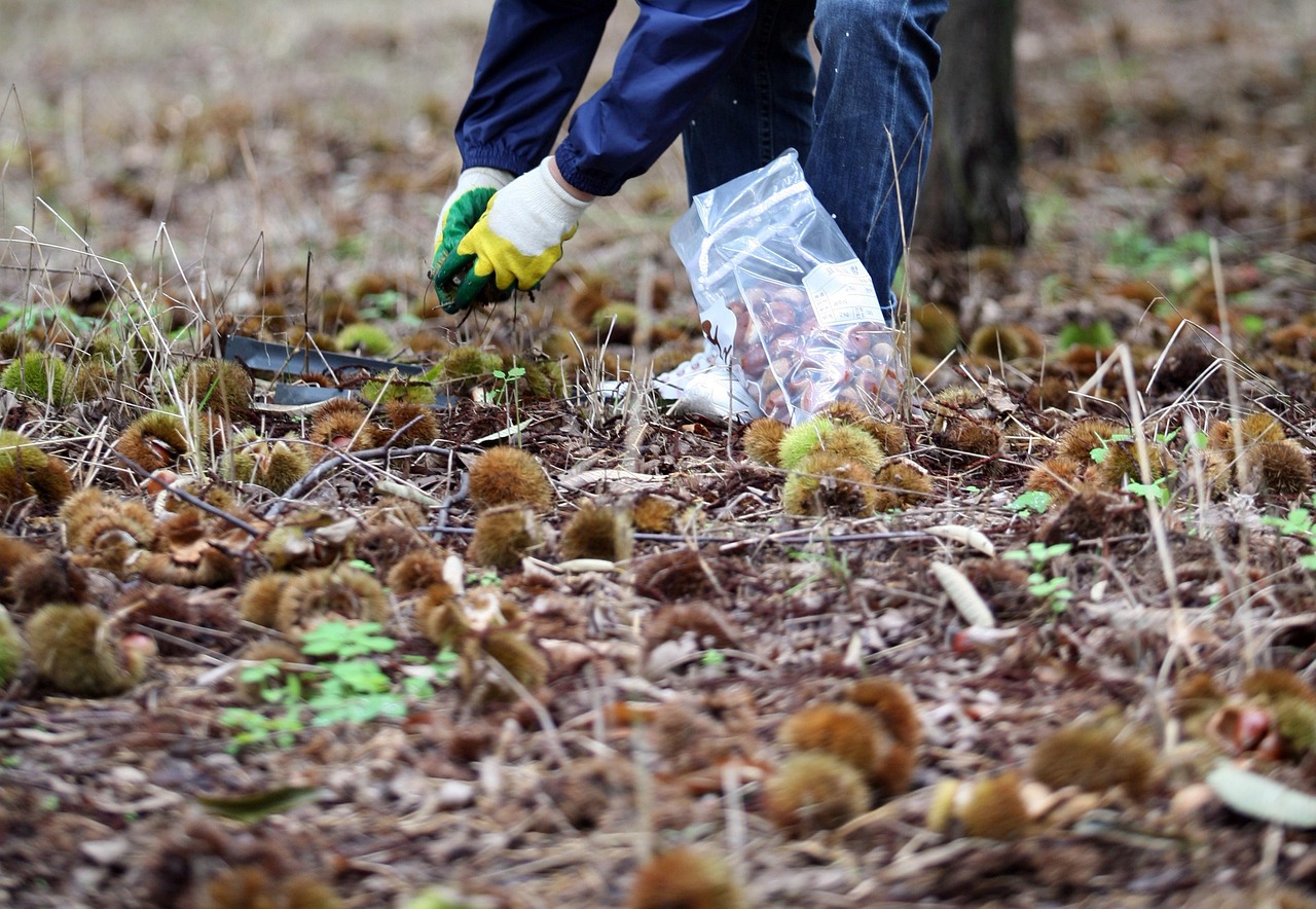 산비탈 밤줍기 놀이와 저녁 모닥불 풍경