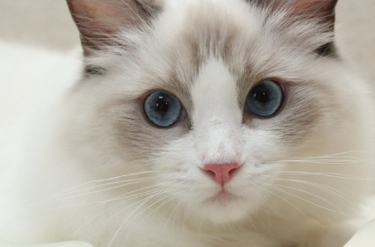 파란색의 맑은 눈동자를 가진 고양이.