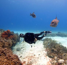 물고기 꿈해몽 풀이