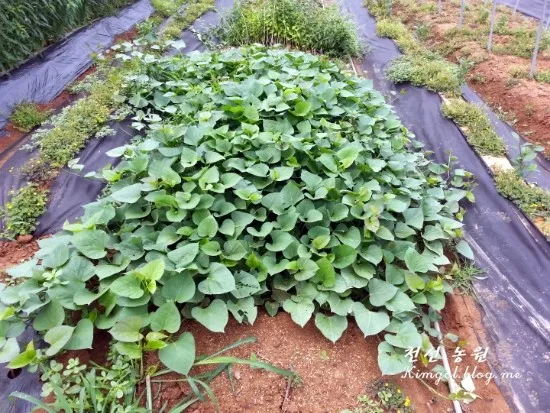 고구마 재배 파종시기 두둑 만들기 물주기 요령_1