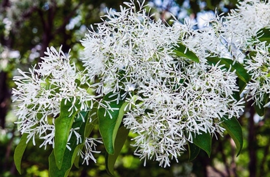 이팝나무 조팝나무 차이점