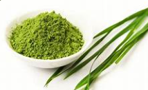 새싹보리 효능과 새싹보리 분말 먹는법