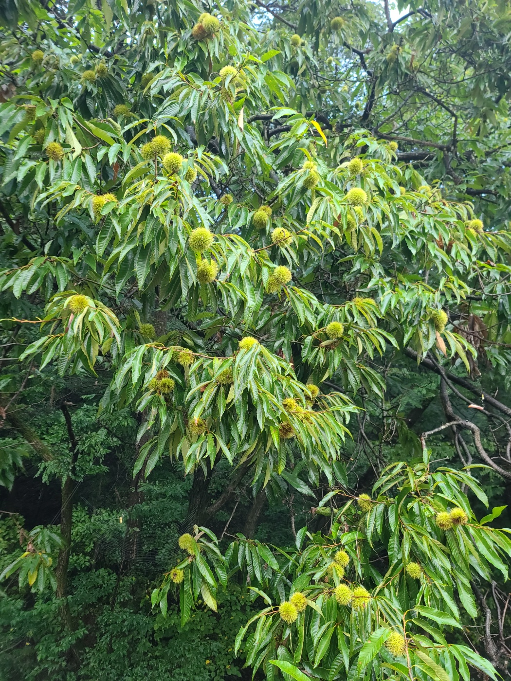 가을이 오는 소리 - 밤