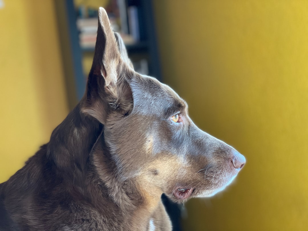 Alert