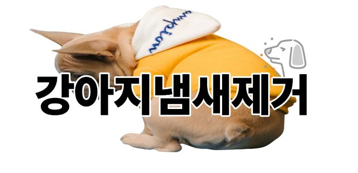 강아지냄새제거