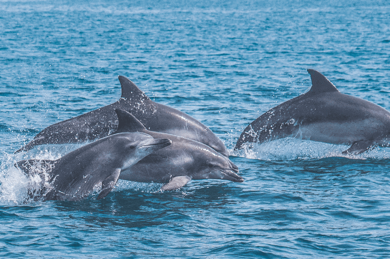 제주 야생돌고래 탐사