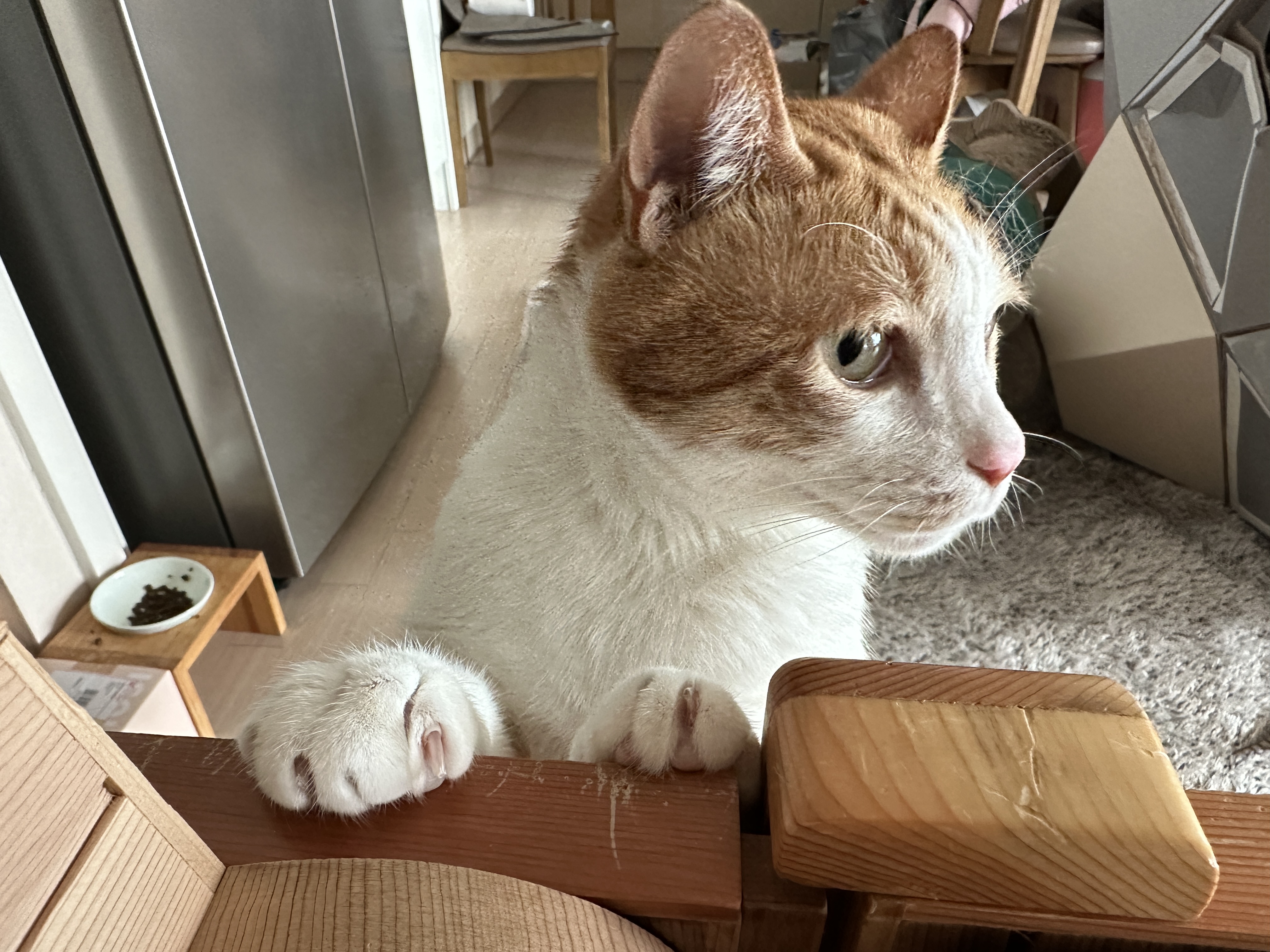 소심한 막둥이가 엄마를 지키는 방법 (feat.긴장해서 코까지 빨개진 막둥이)