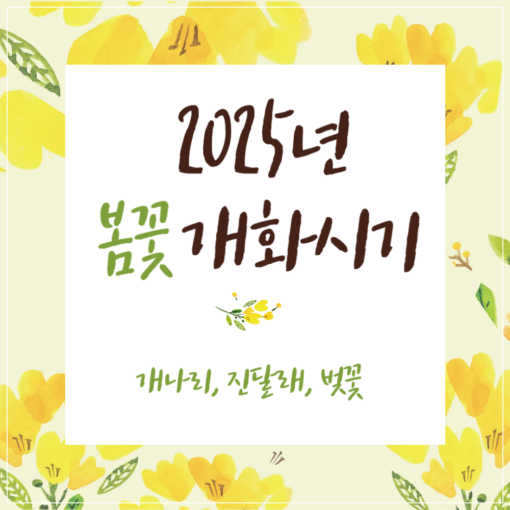 2025년 봄꽃(개나리, 진달래, 벚꽃) 개화시기