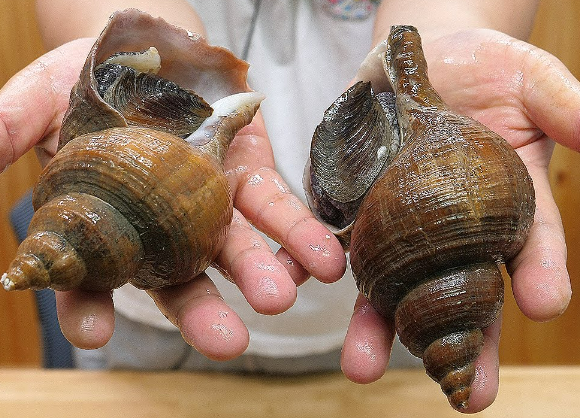 3월에 먹으면 좋은 제철 음식(봄철 음식) - 소라편 (효능, 소라가 들어가는 음식)