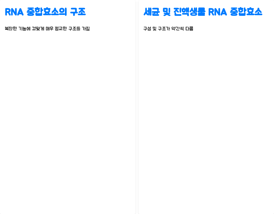 분자생물학: RNA 중합효소의 비밀, 밝혀볼까요? - RNA 중합효소의 구조: 복잡하지만 아름다운 효소 기계