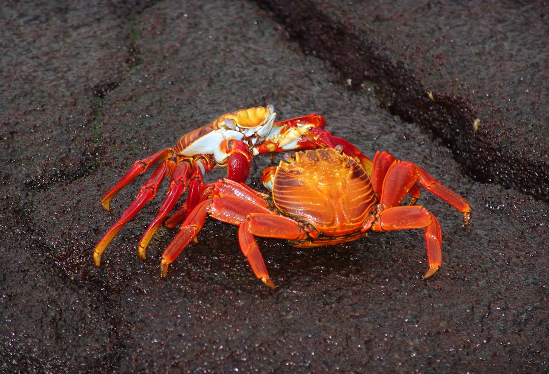 Crab