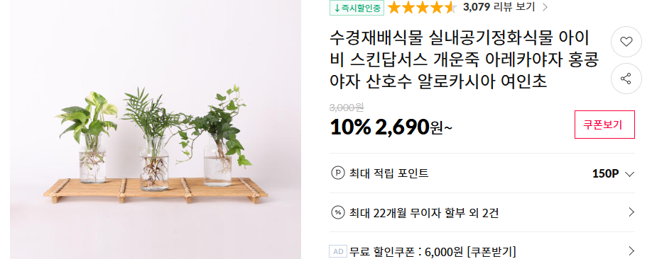 홍콩야자 키우기 및 관리법 (+ 가지치기 번식 수경 재배)