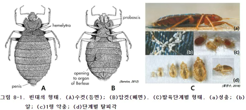 빈대 모습
