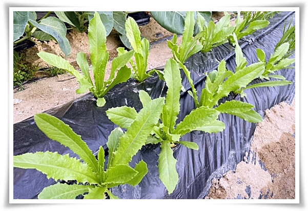 텃밭 "궁채(줄기상추)" 황제가 사랑한 채소, 건강과 맛을 다 잡는 비법!