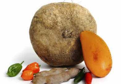 히카마 효능7