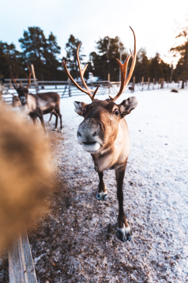 가평 쁘띠프랑스 이탈리아 마을 통합권 할인 꿀팁