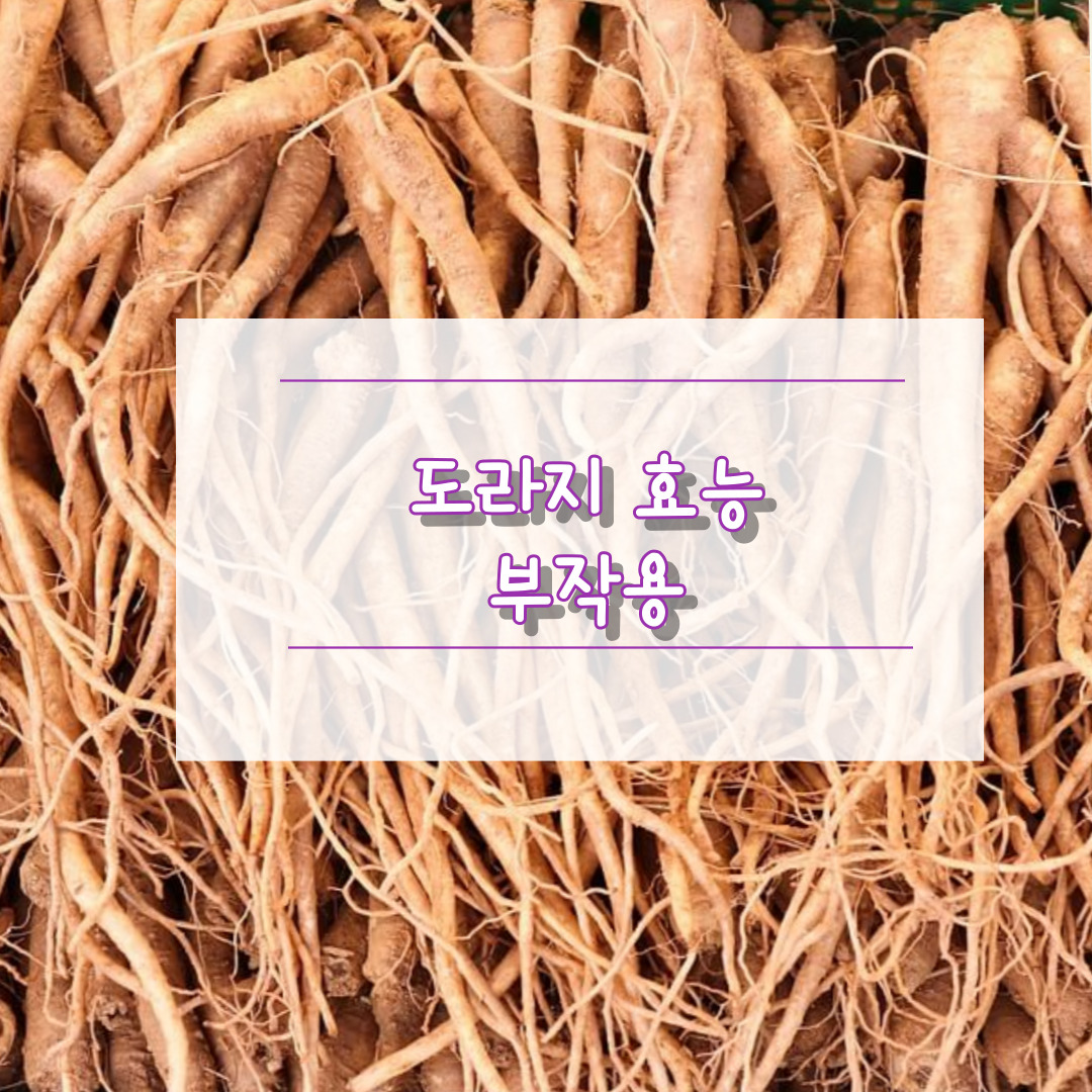 도라지 효능 부작용