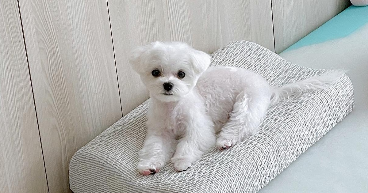 매일매일-양치질을-통해-강아지-입냄새-원인을-미리-방지하며-건강하게-지내는-강아지