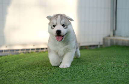 시베리안 허스키