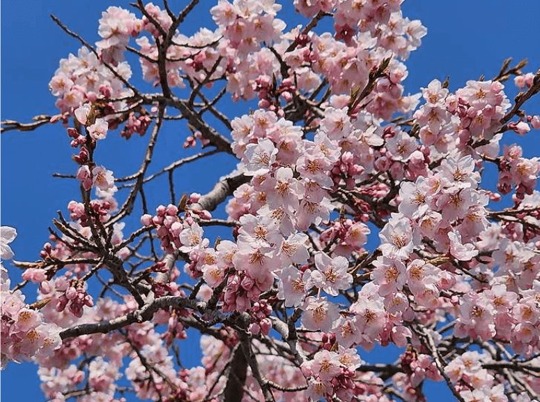 SK인천석유화학 벚꽃동산