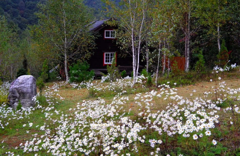 미술관-자작나무숲01