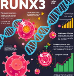 RUNX3 유전자와 암 재발 억제