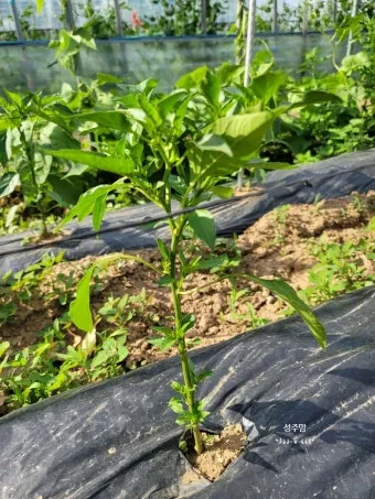 텃밭 고추 키우는 법 모종심기 지지대 순지르기 탄저병 예방_17