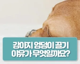 강아지 엉덩이 들이미는 이유 애정표현인지_24
