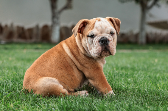 3개월 강아지 미용