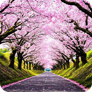 벚꽃길 이미지
