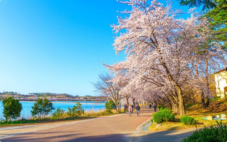 3월에 가볼 만한 국내 여행지 BEST 7 (봄꽃 명소 포함)