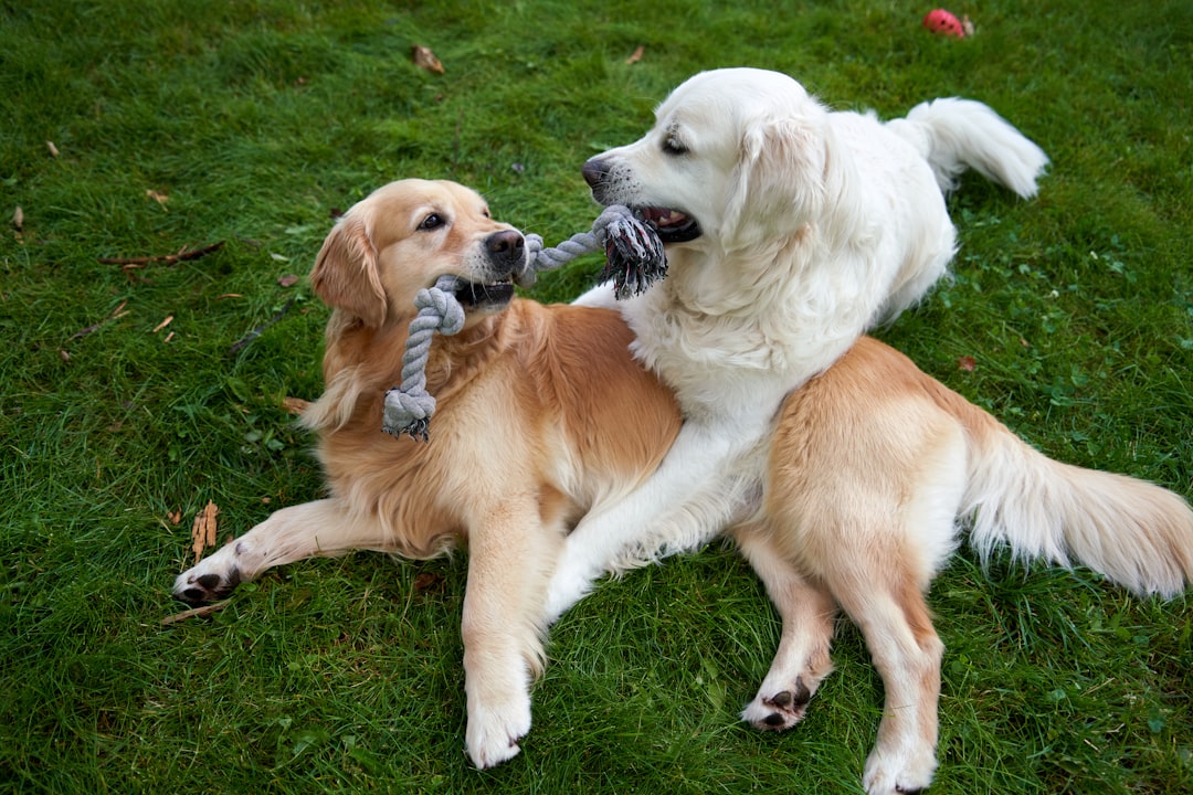 Joint ownership