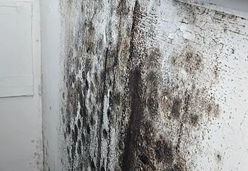 곰팡이가 생기는 원인