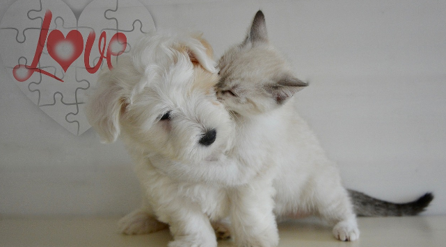 강아지와 고양이