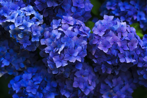 수국 (Hydrangea)의 이야기, 꽃의 상징과 꽃말, 종류와 색상, 재배 요령