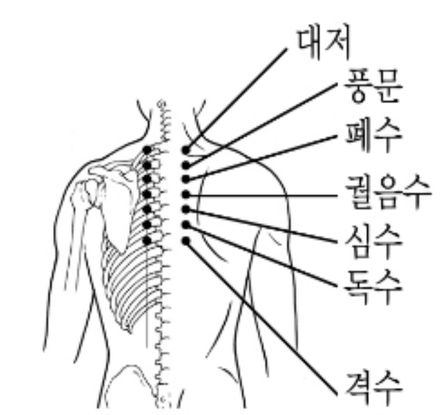 인체의 365혈 중에 등쪽에 위치를 한 풍문, 폐수, 궐음수, 심수, 독수, 격수혈의 위치를 정확히 그린 그림