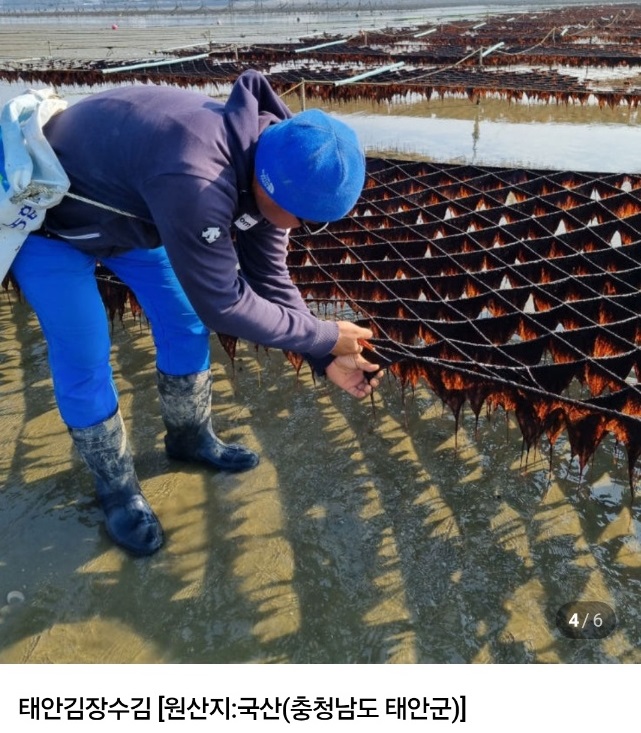 6시내고향-곱창김-태안김장수김