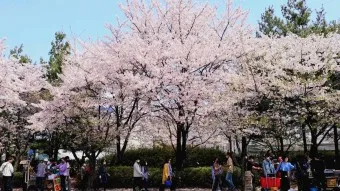 벚꽃 명소 추천 축제 유명한곳_8