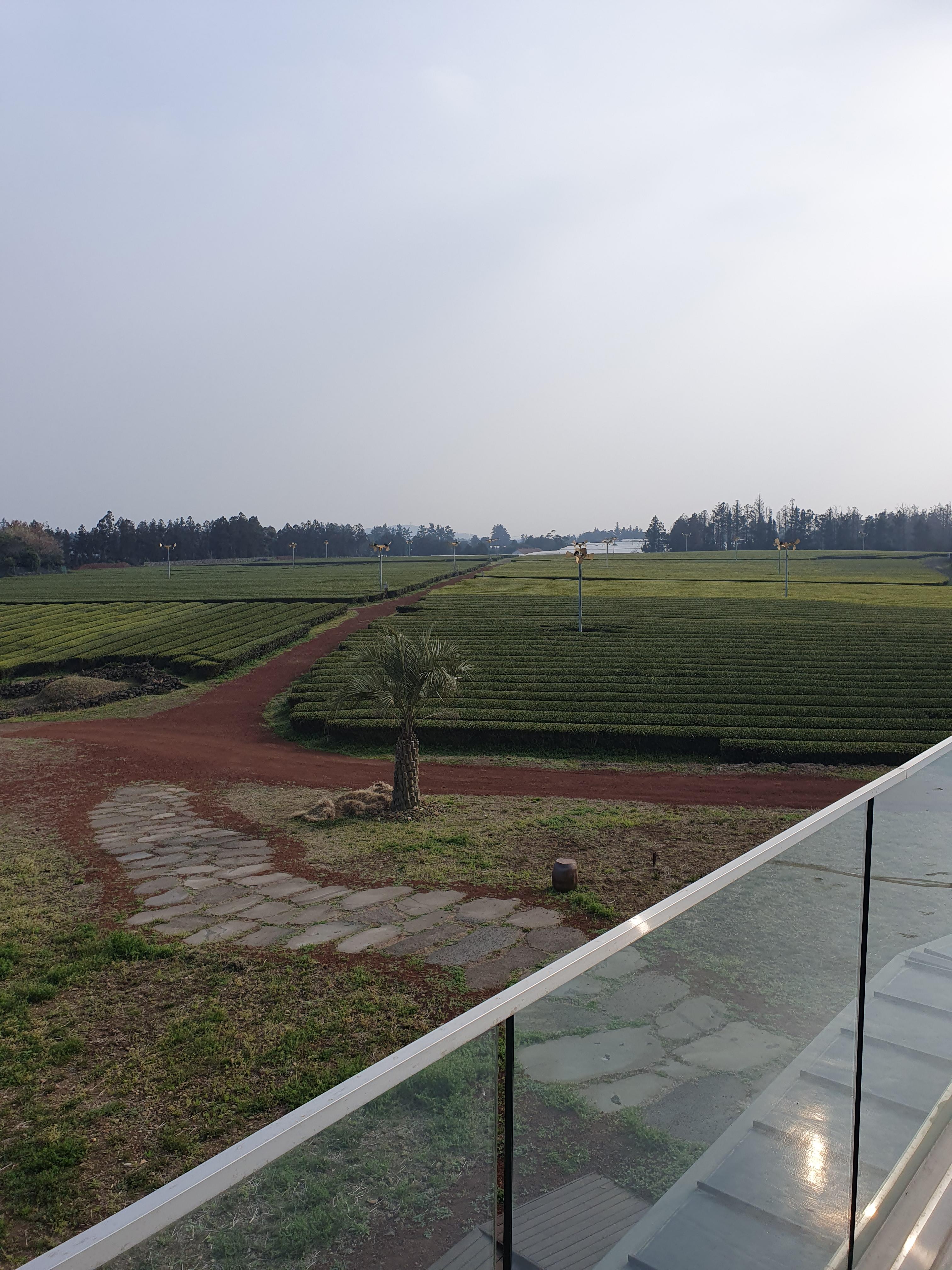 제주 수망다원 카페 옥상에서 바라본 녹차밭 풍경