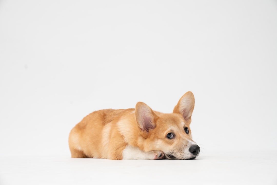 Puppy