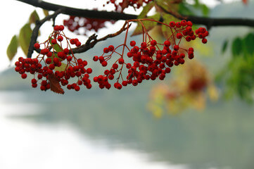 마가목 효능은 우리가 생각하는 것보다 효능이 매우 많습니다.