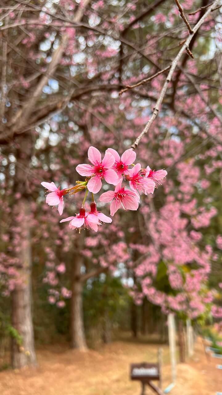 2025년 전국 벚꽃 개화시기 및 가볼만한 명소