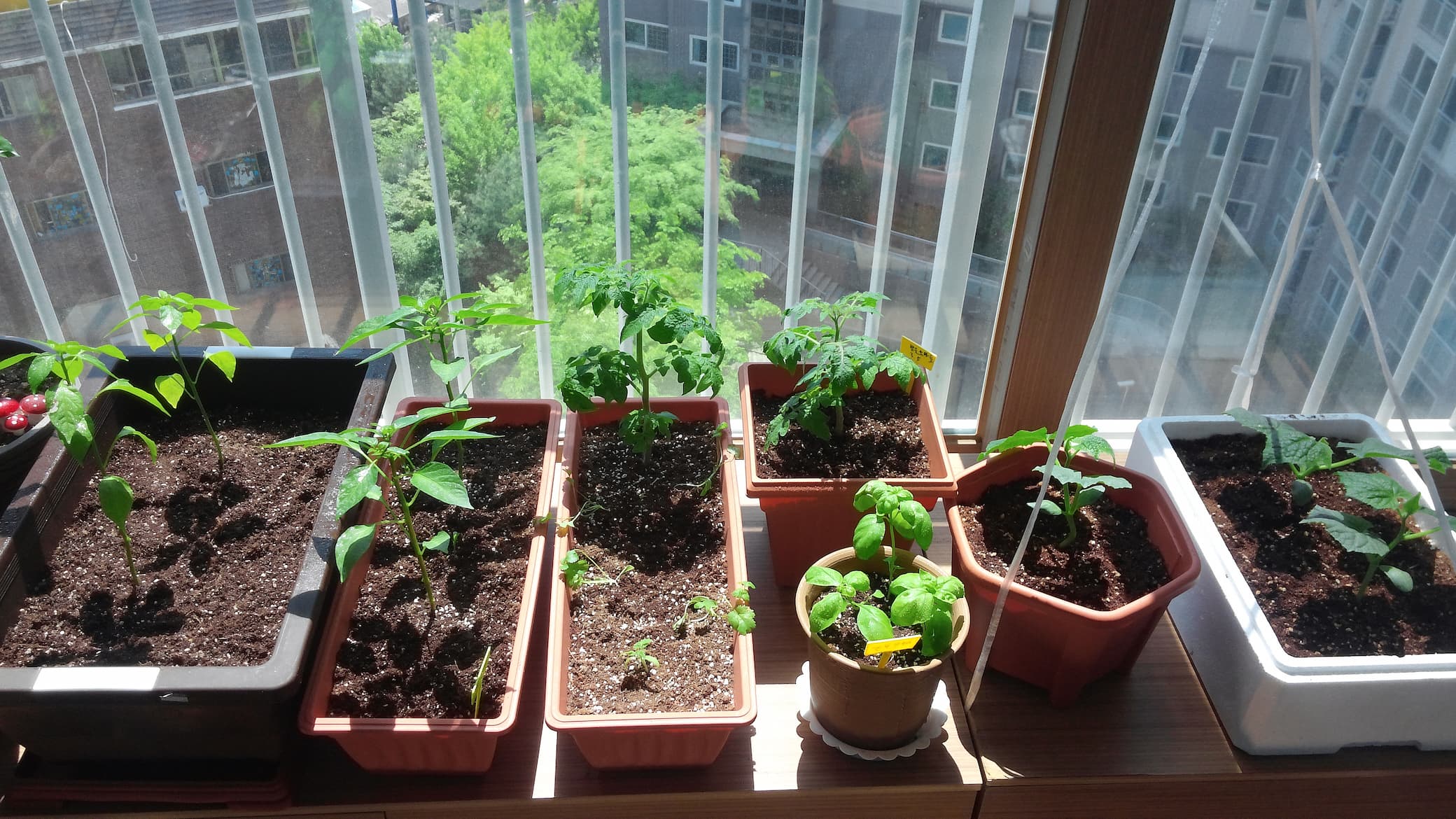 5월의 베란다 텃밭